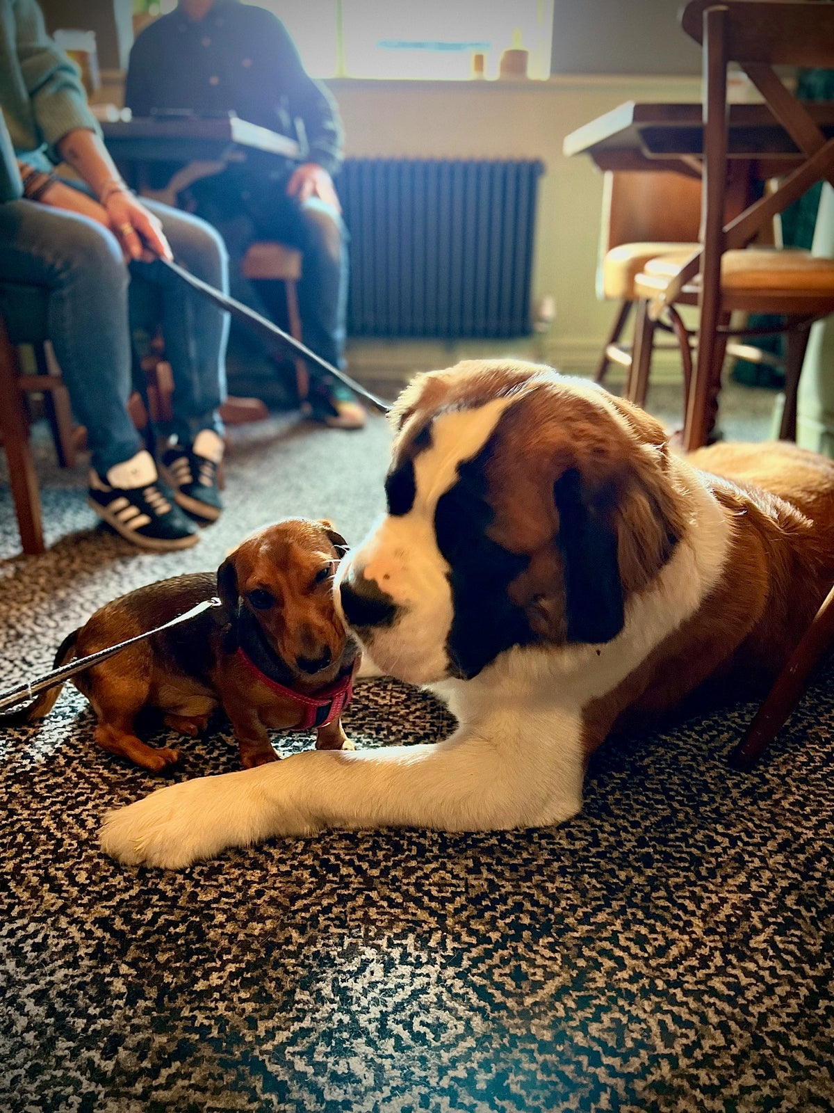 Dog friendly pub with two dogs kissing
